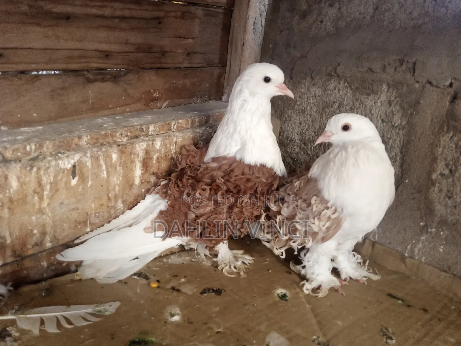 Pure Colored Frillback Pigeons