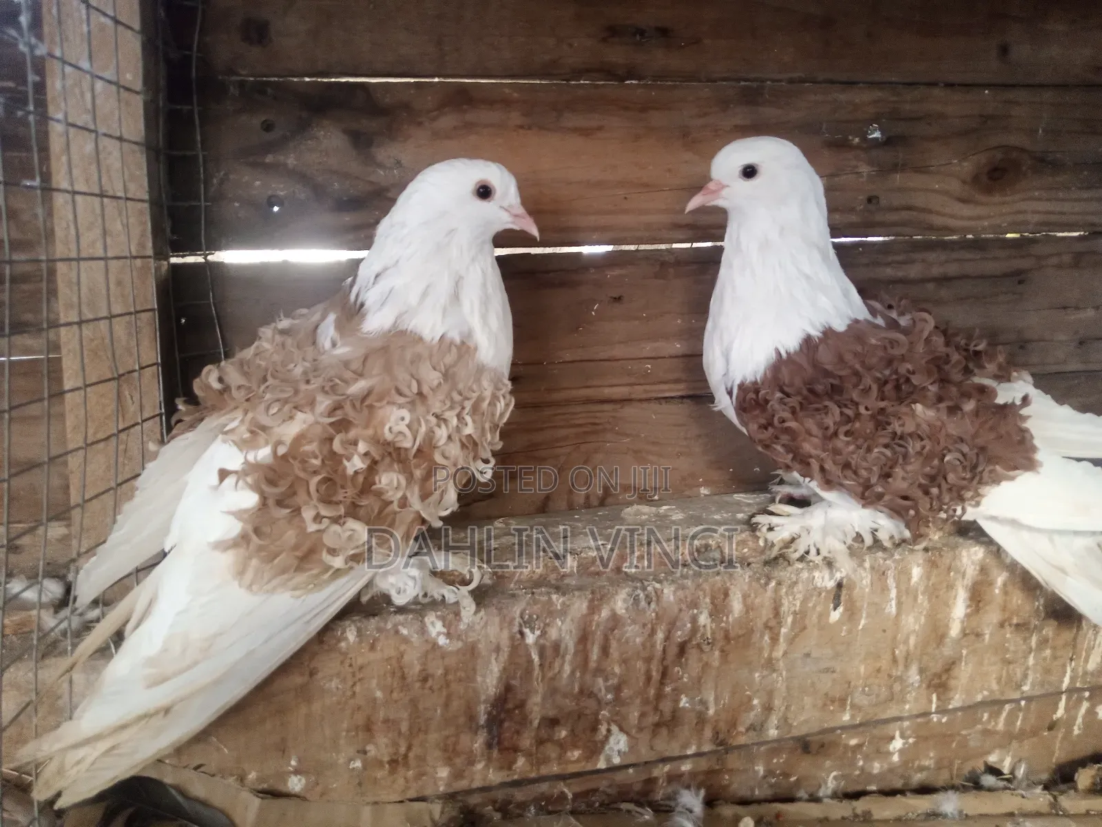 Pure Colored Frillback Pigeons