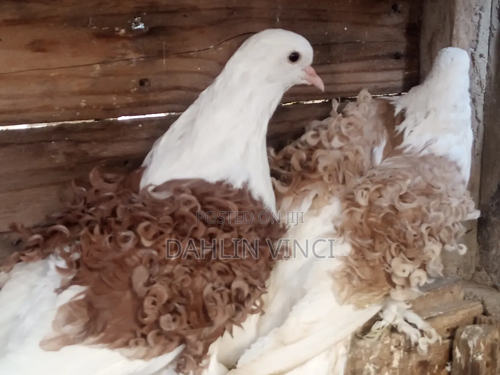 Pure Colored Frillback Pigeons