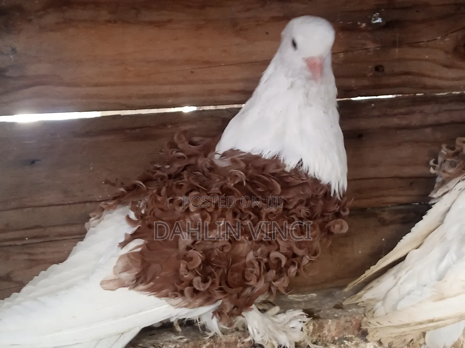 Pure Colored Frillback Pigeons
