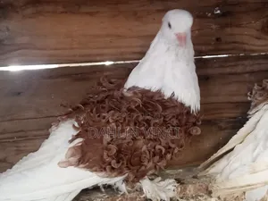 Pure Colored Frillback Pigeons