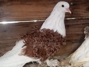 Pure Colored Frillback Pigeons