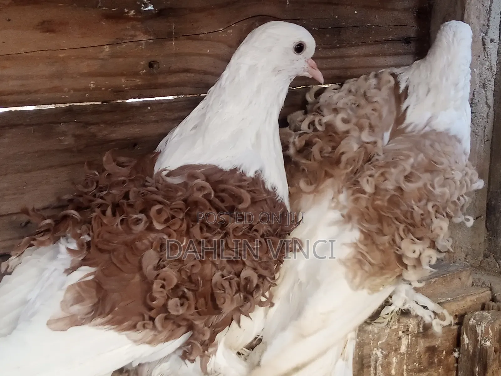 Pure Colored Frillback Pigeons