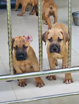 1-3 months Female Purebred Boerboel