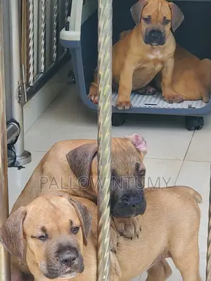 1-3 months Male Purebred Boerboel