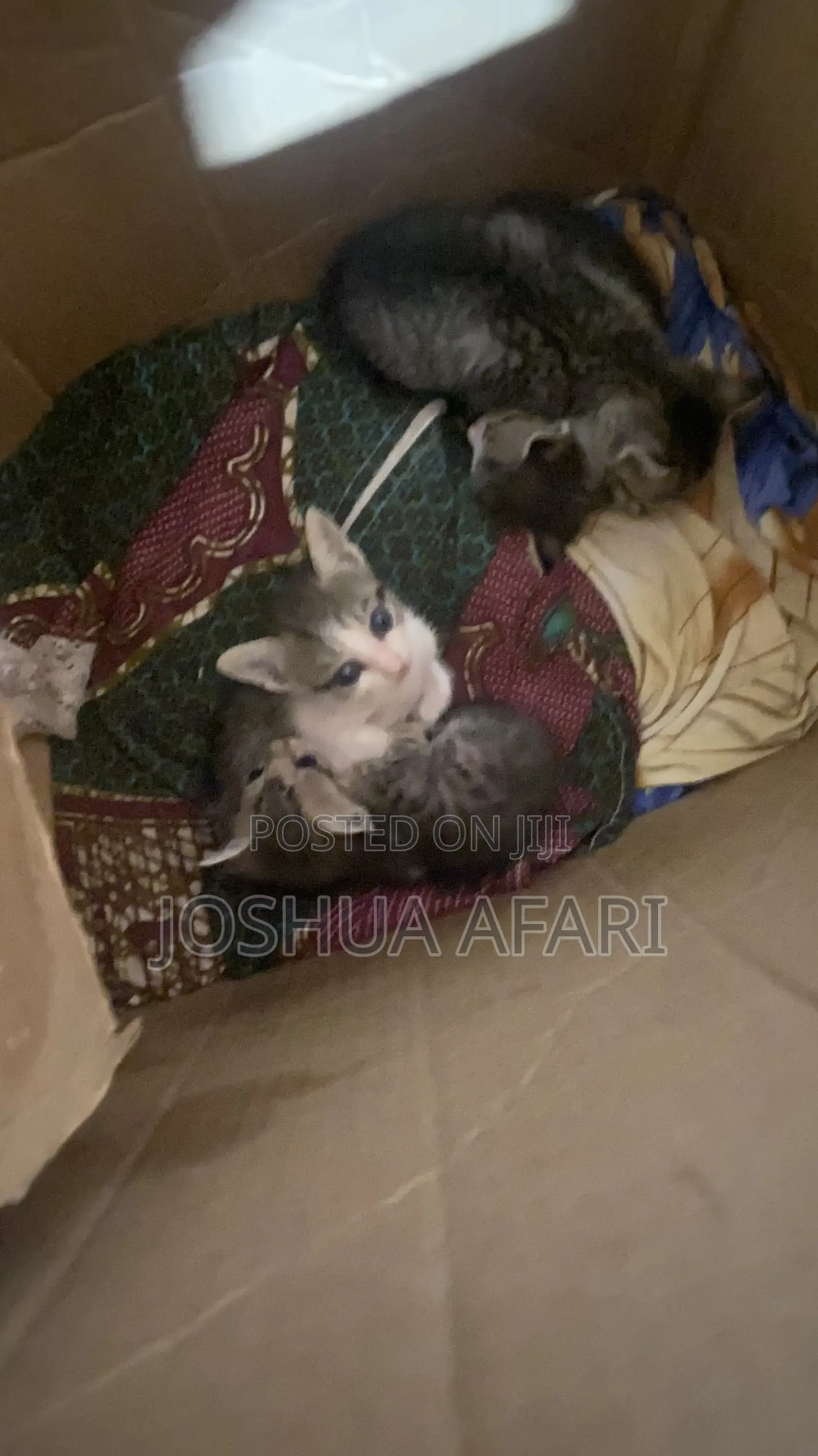 1-3 months Female Mixed Breed Cat