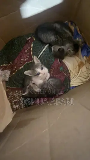 1-3 months Female Mixed Breed Cat