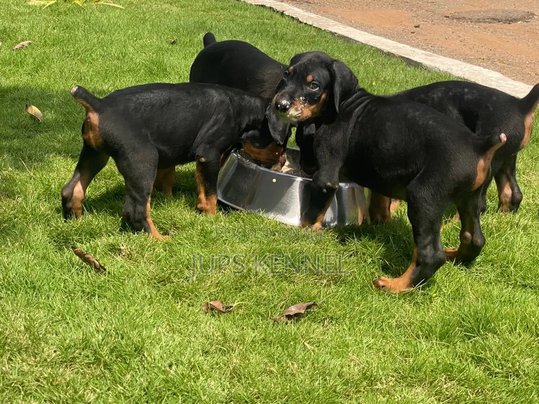 1-3 months Female Purebred Doberman Pinscher