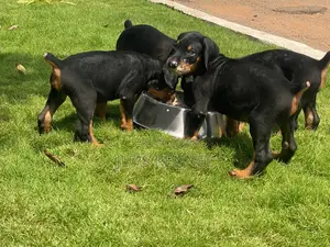 1-3 months Female Purebred Doberman Pinscher