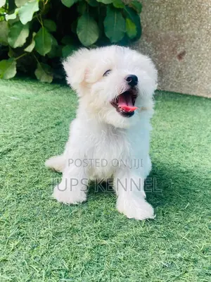 1-3 months Female Purebred Poodle