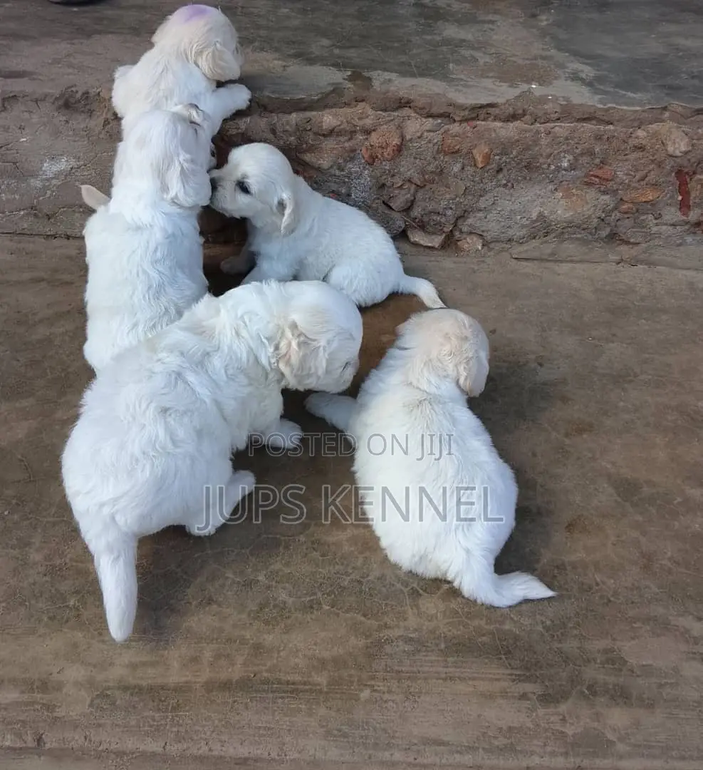 1-3 months Female Purebred Maltese