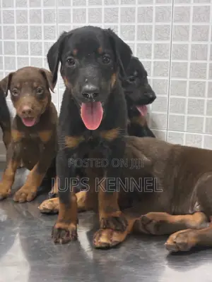 1-3 months Female Purebred Doberman Pinscher