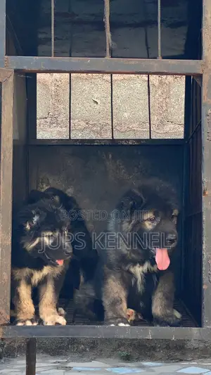 1-3 months Female Purebred Caucasian Shepherd
