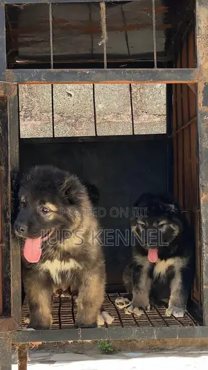 1-3 months Female Purebred Caucasian Shepherd