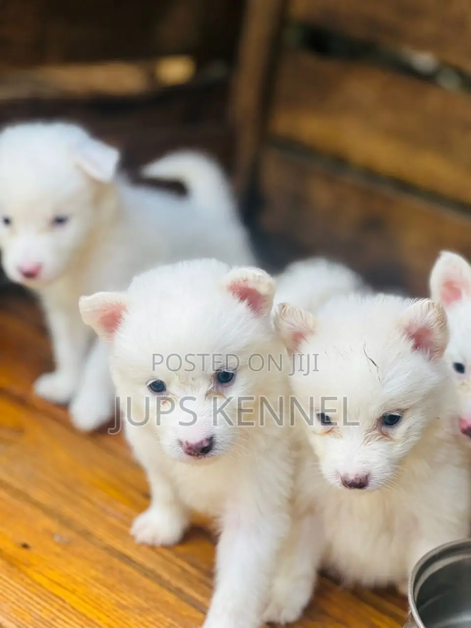 1-3 months Female Purebred American Eskimo