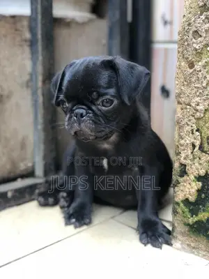 1-3 months Female Purebred Pug