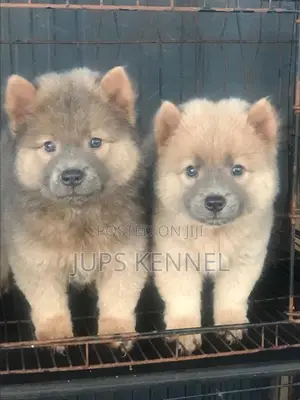 1-3 months Female Purebred Chow Chow