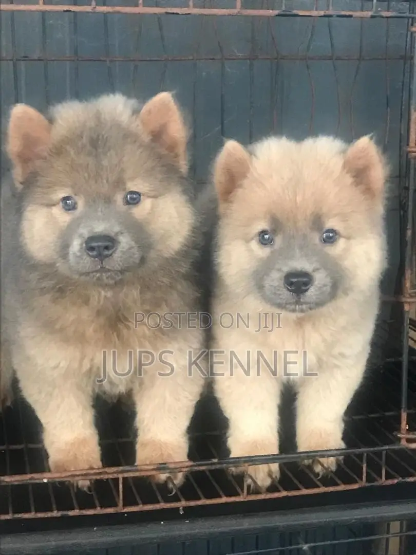 1-3 months Female Purebred Chow Chow