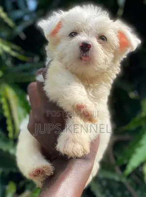 1-3 months Male Purebred Poodle