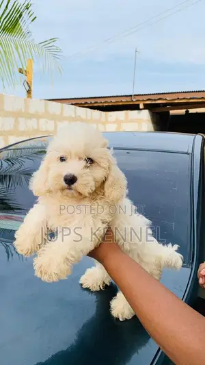 1-3 months Female Purebred Poodle