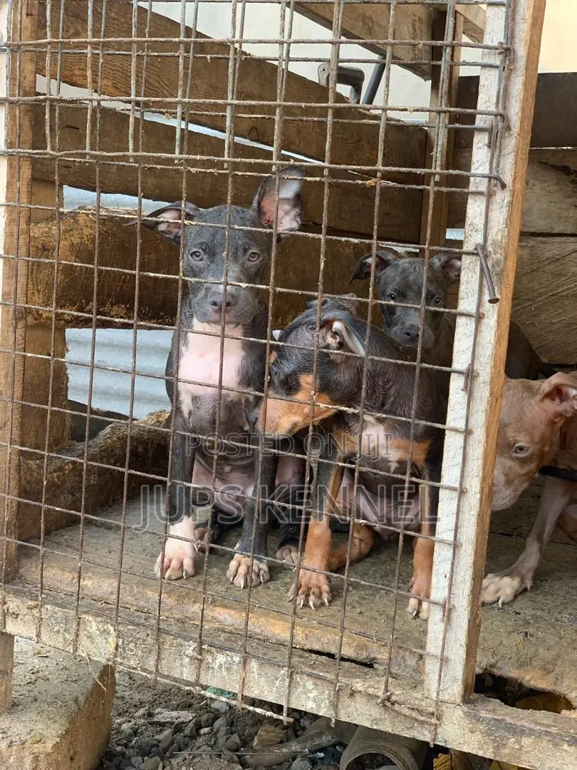 1-3 months Female Purebred American Pit Bull Terrier