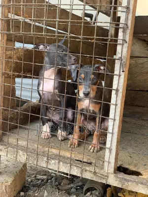 1-3 months Female Purebred American Pit Bull Terrier