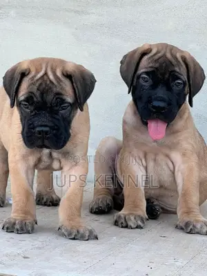 1-3 months Male Purebred Bullmastiff