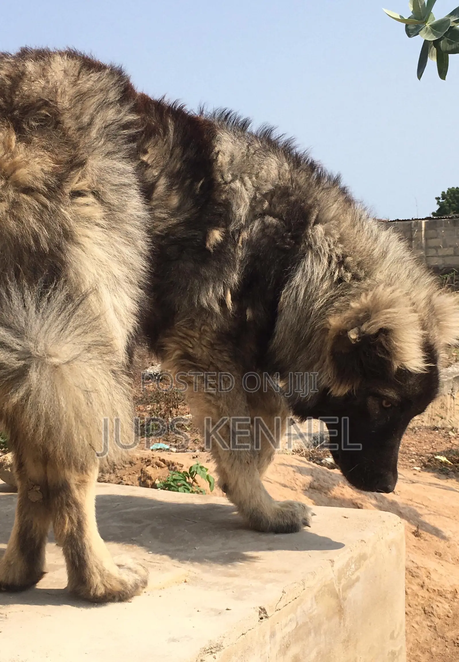 6-12 months Male Purebred Caucasian Shepherd
