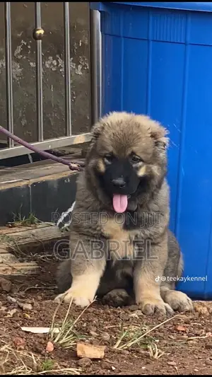 1-3 months Female Purebred Caucasian Shepherd