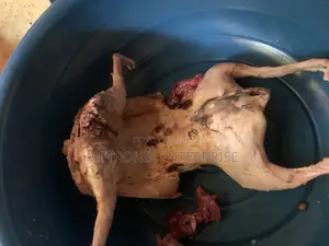 Meat Rabbits