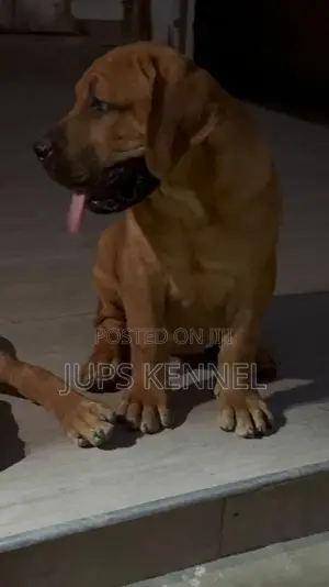 1-3 months Female Purebred Boerboel