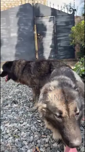 1+ year Male Purebred Caucasian Shepherd