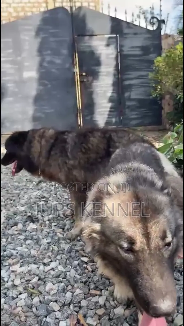 1+ year Male Purebred Caucasian Shepherd