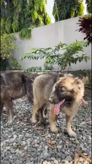 1+ year Male Purebred Caucasian Shepherd