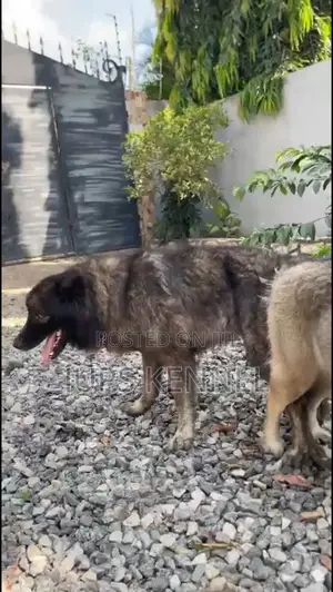 1+ year Male Purebred Caucasian Shepherd