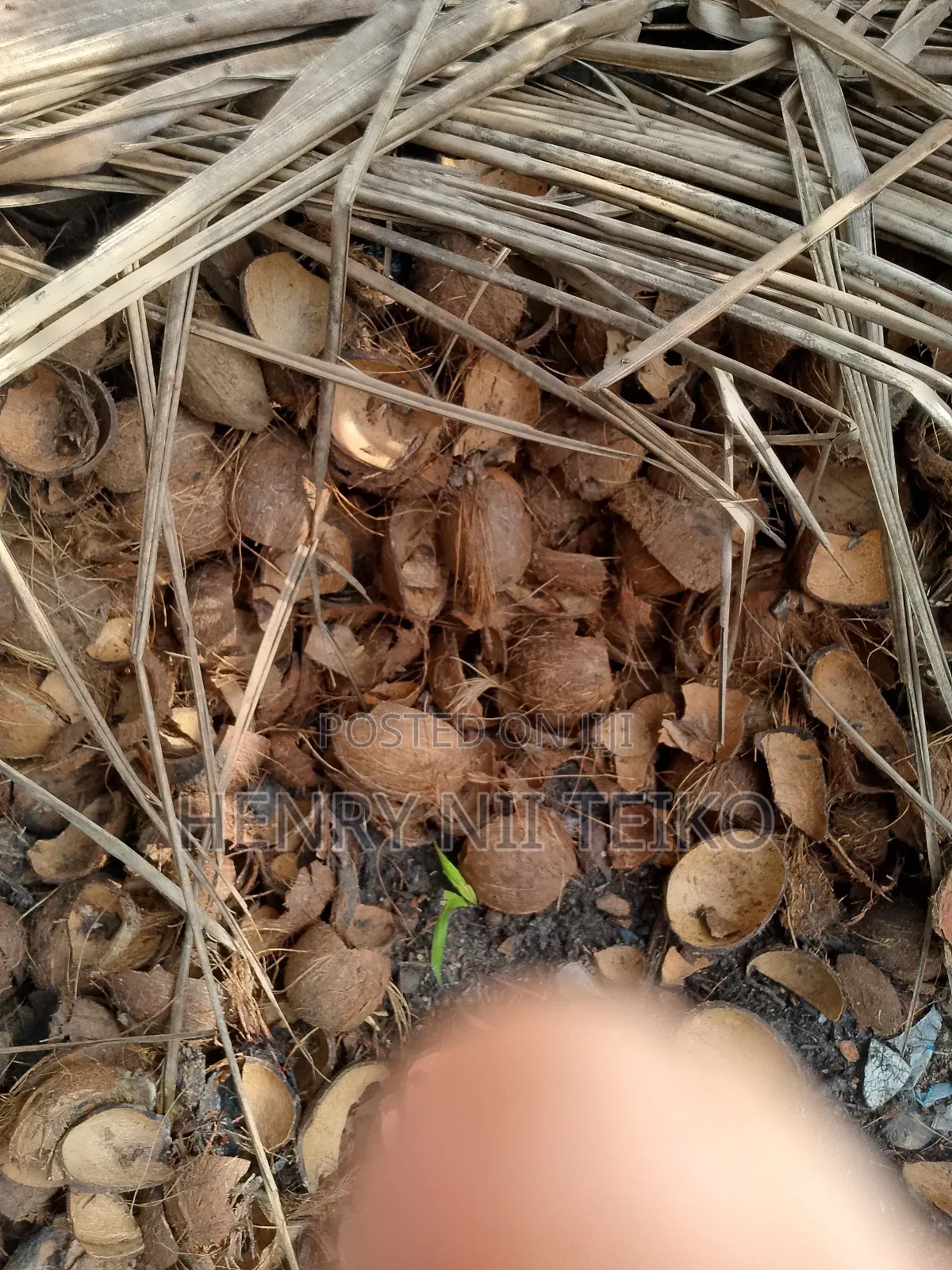 Raw, Uncarbonized Coconut Shells For Sale In Bulk