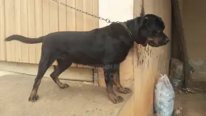 1+ year Male Purebred Rottweiler