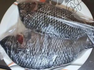 Fresh Tilapia