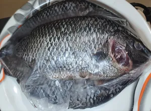 Fresh Tilapia