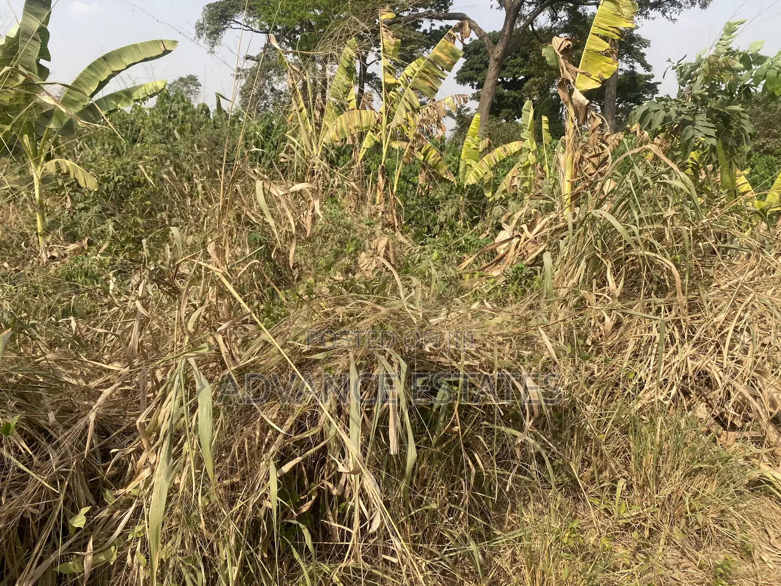 Land for Sale at Nkoransa Ampabame