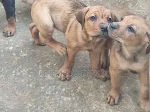 1-3 months Female Purebred Boerboel