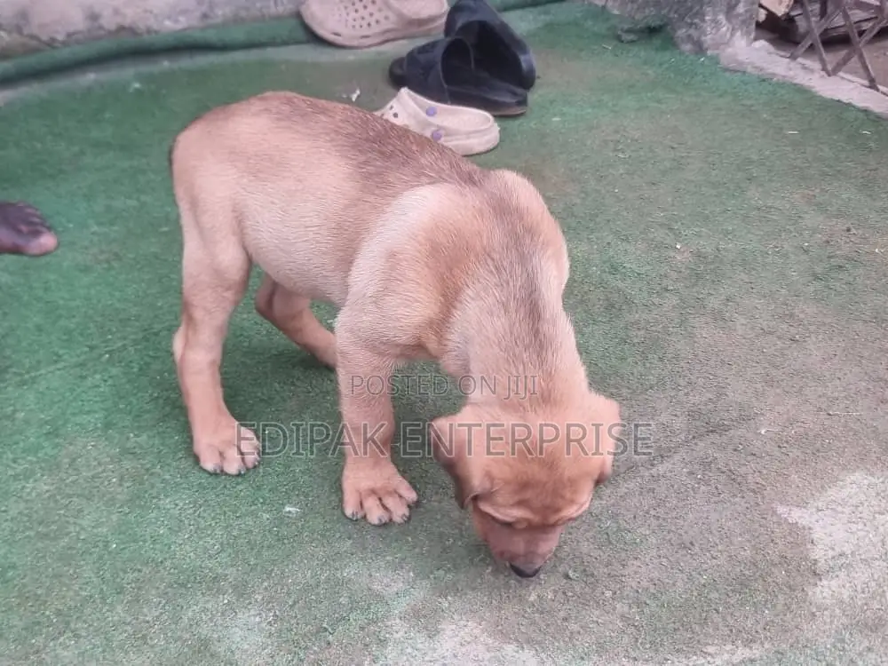 1-3 months Female Purebred Boerboel