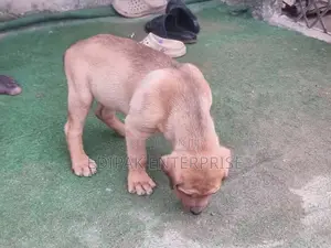 1-3 months Female Purebred Boerboel