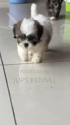1-3 months Female Purebred Shih Tzu