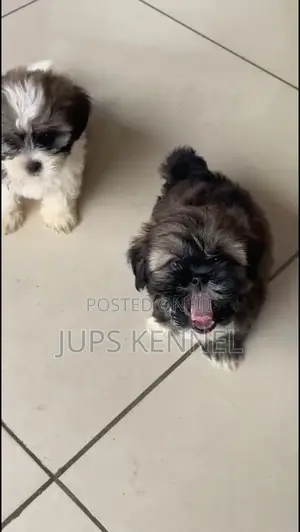 1-3 months Female Purebred Shih Tzu