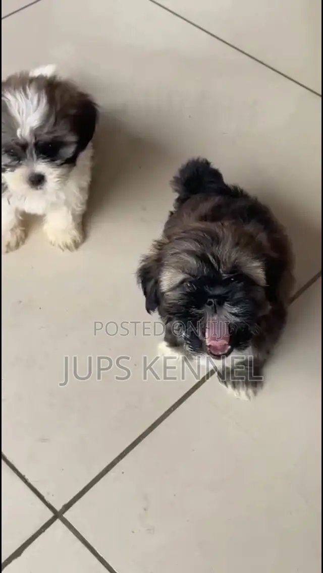 1-3 months Female Purebred Shih Tzu