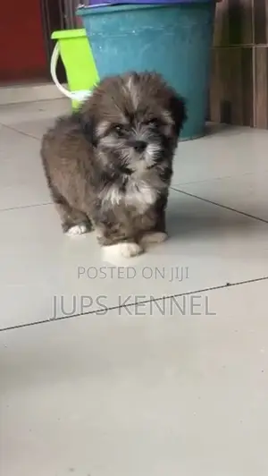 1-3 months Female Purebred Shih Tzu