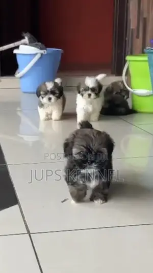 1-3 months Female Purebred Shih Tzu