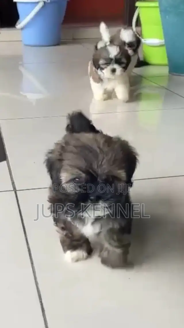1-3 months Female Purebred Shih Tzu