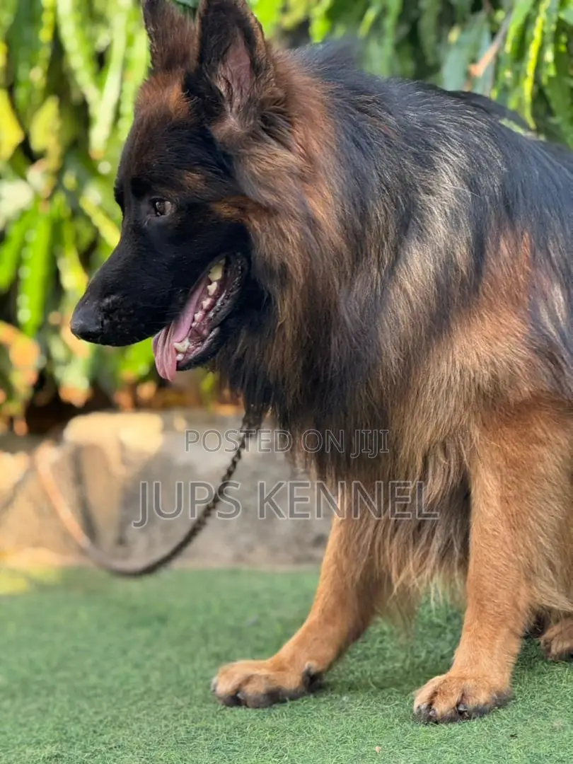 1+ year Male Purebred German Shepherd